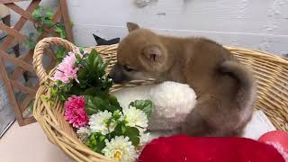 柴犬の動画01