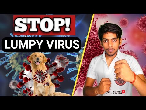 Lumpy virus in dogs🐶 ll skin infection in dogs@Dr. Sardana Pet Care Tips