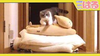 ばぁばが呼ぶと、即跳んでくるクッソ優秀な子猫【召喚獣はる】