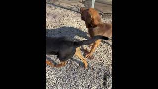 Video preview image #1 Bloodhound Puppy For Sale in York, SC, USA