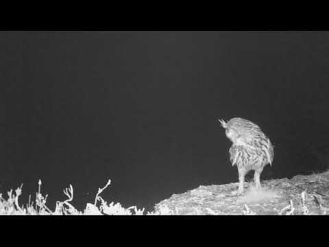 Oehoe in de nacht | Wildcam
