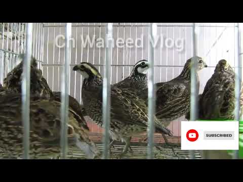 BobWhite Quail sound | BobWhite Quail calling | BobWhite Quail pair | Beautiful Bird sound