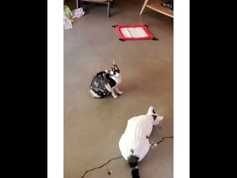 Crystal the Pet Nanny. LLC video.