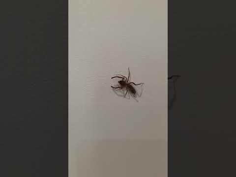 Don’t Kill This Bug! (Why You WANT Sun Spiders) 🕷️