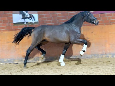 Dressuryoungster *2020 v. Decurio/ Samba Hit