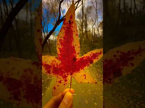 Elvis Presley - Suspicious Minds. #80smusic #music #nature #findyourpeace #elvispresley #travel #us