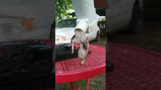 Nissa Murano washer pump problem ( Bomba de agua para limpia parabrizas)