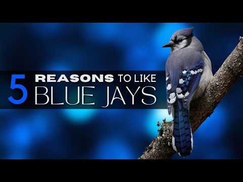 5 Good Reasons To Like Blue Jays