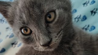 Cats Are Liquid: ALitS (World 2)