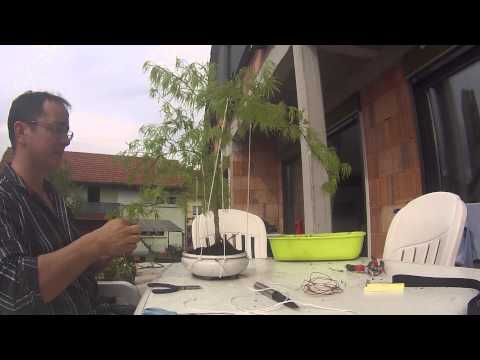 CREATION BONSAI ACER PALMATUM DISSECTUM 26 04,2016