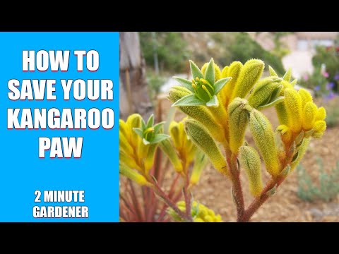 image-How long do kangaroo paws last?