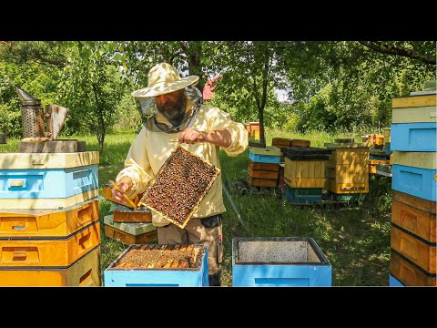 ABC of the apiary part 9 - bulk layer