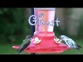 Pied Hummingbird Pied Hummingbird