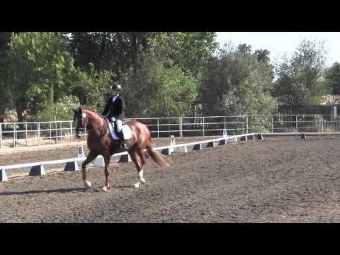 Dovey 2013:  winner of CDS Dressage Championships 5 year old Futurity, First Level Test 1 with 72%