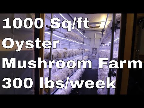 download lagu mp3 mp4 Growing Oyster Mushrooms Commercially, download lagu Growing Oyster Mushrooms Commercially gratis, unduh video klip Growing Oyster Mushrooms Commercially