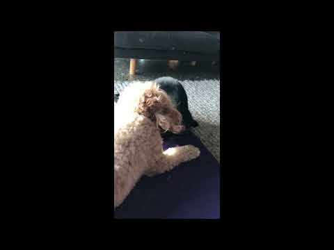 Dog and Cat fight, cuddle and do yoga