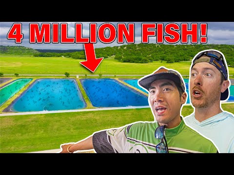 STOCKING 4 MILLION BASS at the FISH HATCHERY! ( FULL TOUR )