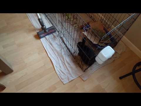 Dyson V6 vs rabbit hair