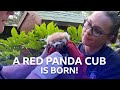 A Red Panda Cub Has Been Born! | Inside The Zoo | BBC Scotland