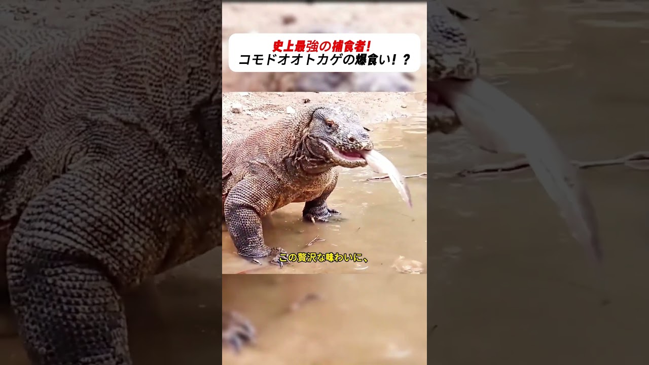 史上最強の捕食者！ コモドオオトカゲの爆食い！？ #komododragon #wildlife #nature #survival #predator
