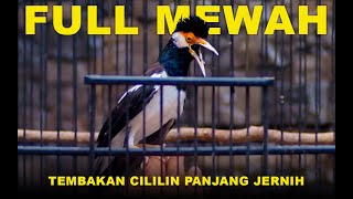 Download lagu Burung Jalak Suren Full Nembak Cililin Ampuh Masteran Murai Batu  #jalaksuren #masteranburung mp3 Download lagu Burung Jalak Suren Full Nembak Cililin Ampuh Masteran Murai Batu  #jalaksuren #masteranburung mp3