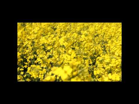 Brassica napus   菜の花   Rapsblüte