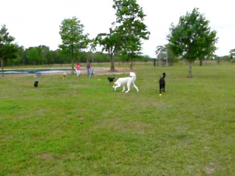 Abby meets a Newfoundland, Chloe meets everyone