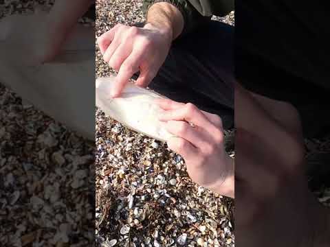 ❓PARA QUÉ UTILIZAN LAS AVES LOS HUESOS DE LAS SEPIAS🦑😱📢#shorts