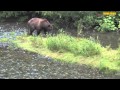 Hyder Bears, Fish Creek Bridge Wildlife Observation Site in Hyder, Alaska