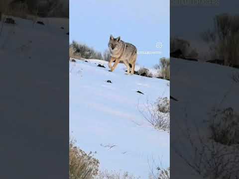 stare down! man vs beast 🐺👀 #coyote #hunting #shorts