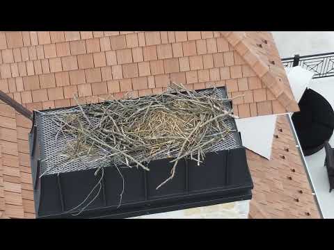 Ospreys Nesting on Homeowners Chimneys in Rumson, NJ