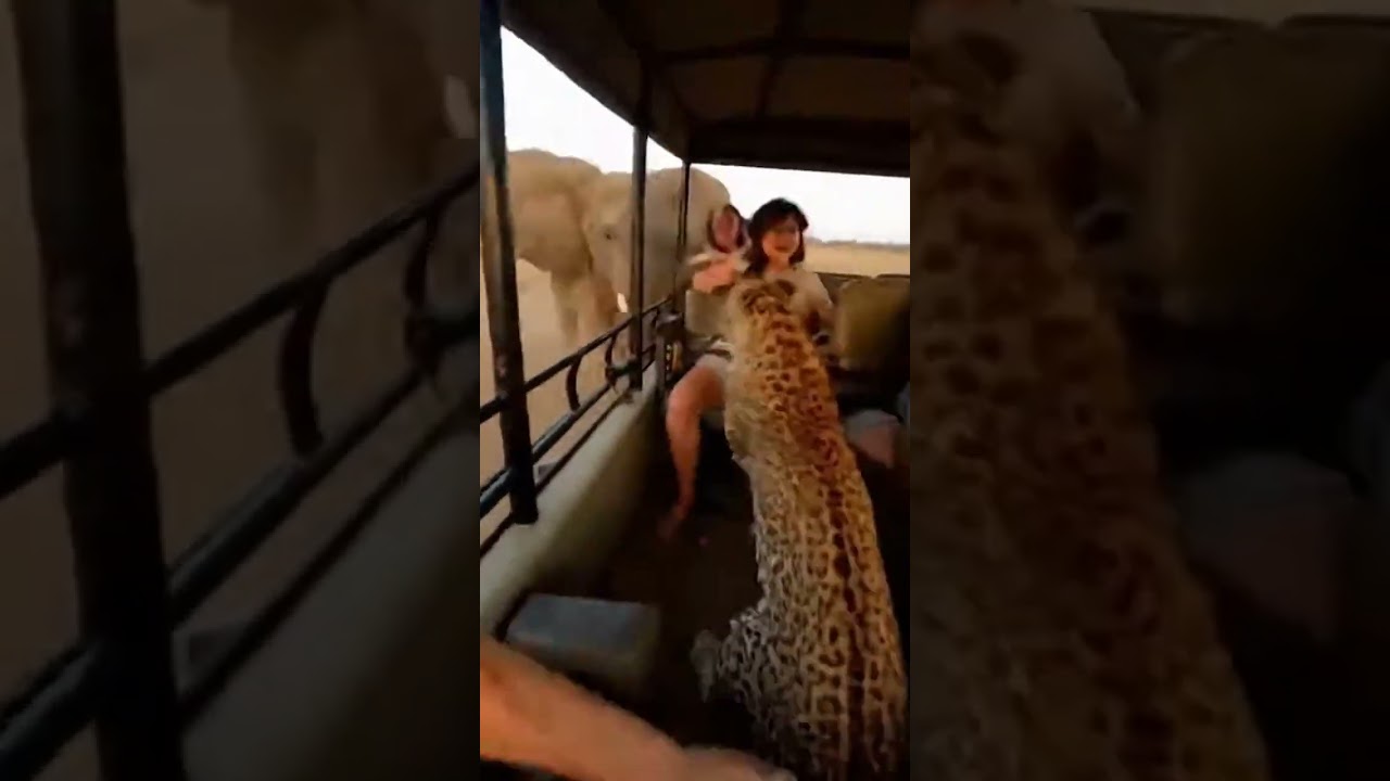 LEOPARD INSIDE CAR! ELEPHANT'S RAGE! #야생동물 #지프공격 #표범안으로 #코끼리분노 #차량공포 #사파리긴급 #사바나혼돈 #자연대결