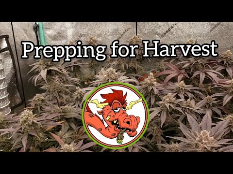 Preparing for Harvest - Mind Flayer by Solfire Gardens