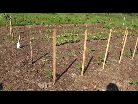 Ogrodowe pierdamony 63 - poletko uprawne - nowe nasadzenia