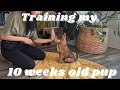 Training My Puppy SHIBA INU What Our Day Looks Like Routines Tricks