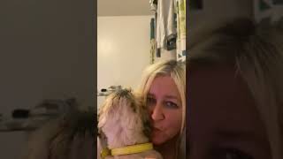 BBW with the cutest shih tzu sweep_dog 🥰