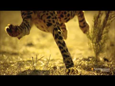 SC Franeker MC1 - spelen als roofdieren