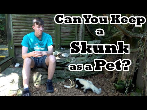 Can You Keep a Skunk as a Pet?