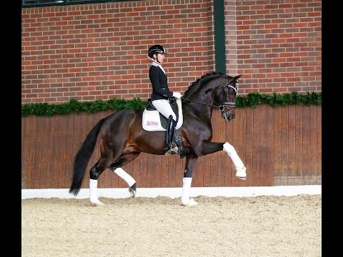 Diamond First (Diamond Hit/Fürst Heinrich/Famos)