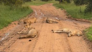 Lions Live at Tintswalo