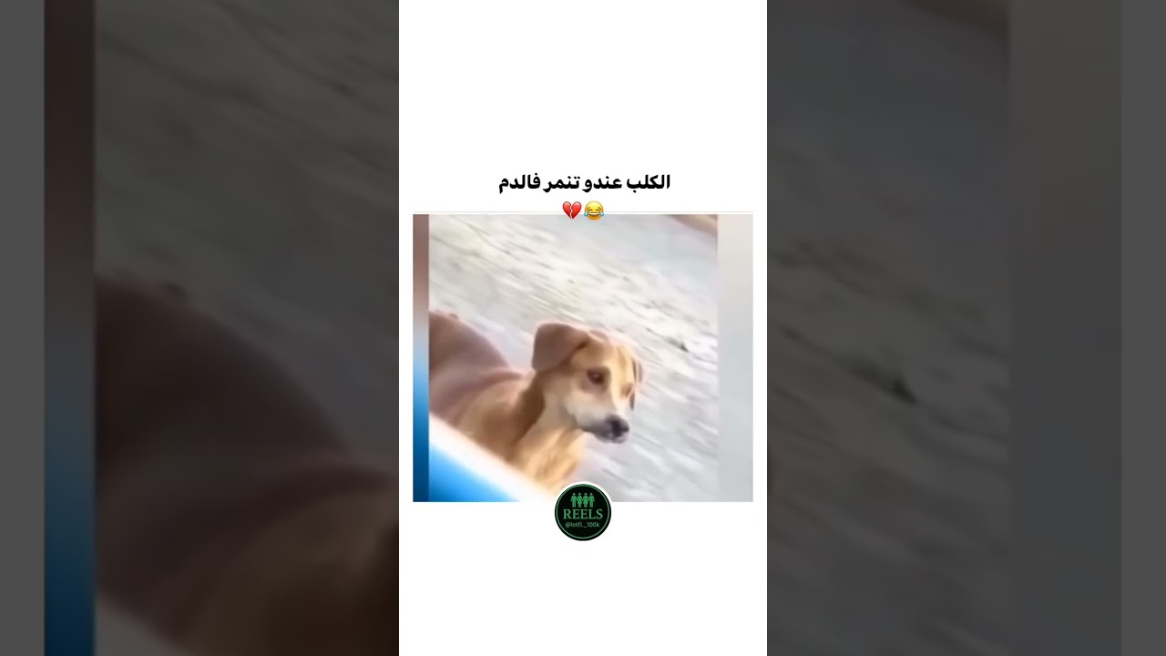 الكلب موضوع 😂😂 #اكسبلور #تحشيش #ضحك #كوميديات #شعب_الصيني_ماله_حل #متابعه