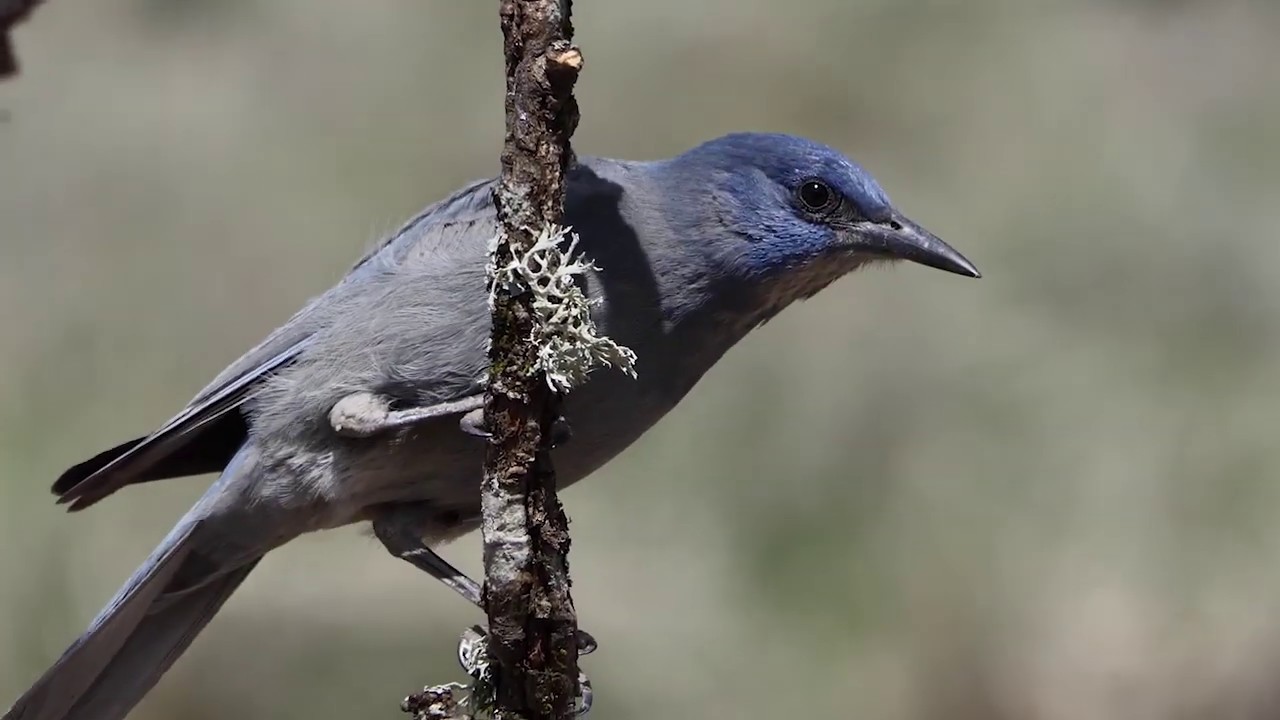 Pinyon Jay