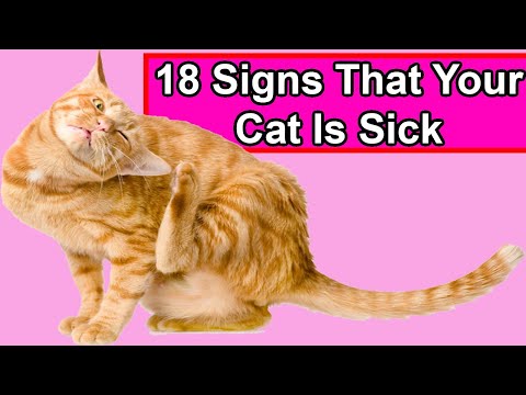 18 Signs That Your Cat is Sick