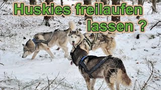 Husky frei laufen lassen ? / Funktioniert Husky und Freilauf? / Hundetraining / Nature Trails