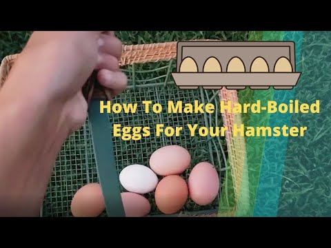 How To Hard-Boil A Egg For Your Hamster 🐹🥚🍳