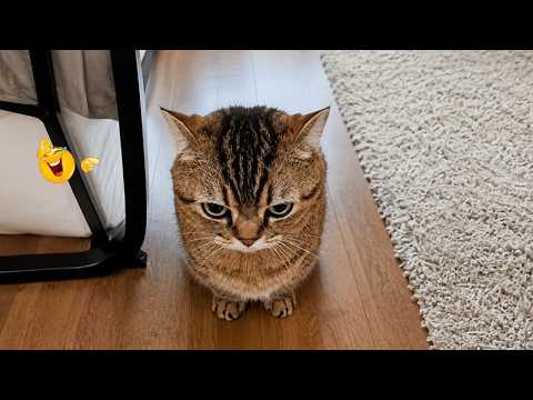 Funny Cat Moments 🐈| CATS Acting Too FUNNY Caught on Camera 2026 🤣🐱