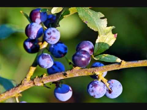 sloe on the uptake - imagined village