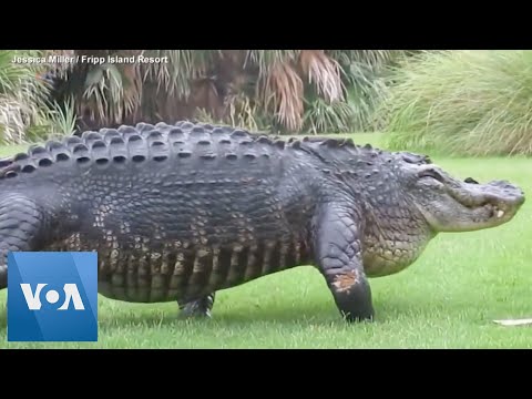 Massive alligator casually walks across golf course