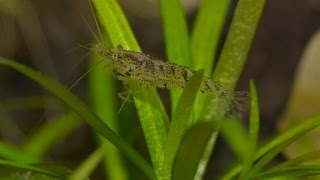 &quot;Blue&quot; Cherry Shrimp Tank - October 2015