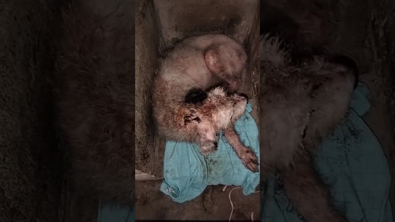 Street dog needs medicine video
